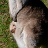 Zdjęcie z Australii - Maly kangurek wyglada na swiat z mamowej torby :)