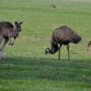 Zdjęcie z Australii - Kangury i strusie emu pasly sie zgodnie i gromadnie na wielkiej polanie za naszym osrodkiem