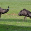Zdjęcie z Australii - Emu na wielkiej polanie za naszym osrodkiem