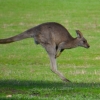 Zdjęcie z Australii - Kangur w takiej pozie jak z godla Australijskich Sil Powietrznych