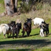 Zdjęcie z Australii - Dzikie kozy. Chcialem podejsc blizej wiec pokazaly mi zadki :)
