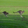 Zdjęcie z Australii - Skaczcie do gory jak kangury :)