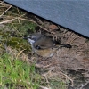 Zdjęcie z Australii - Jakis malenki ptaszek buszujacy pod naszym domkiem