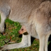 Zdjęcie z Australii - Maly kangurek wyglada na swiat z mamowej torby :)