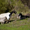 Zdjęcie z Australii - Dzikie kozy w okolicach naszego osrodka