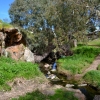 Zdjęcie z Australii - Szlak wzdluz strumienia Christies Creek