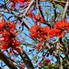 Zdjęcie z Australii - To drzewo kwitnie zanim wypusci liscie