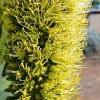 Zdjęcie z Australii - Detale kwiatu agawy