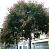 Zdjęcie z Francji - dziwne drzewa