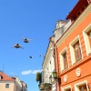 Zdjęcie z Polski - Sandomierskie golebie