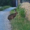 Zdjęcie z Polski - Zajac przy drodze na nasze kwatery