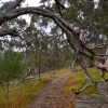 Zdjęcie z Australii - Na szlaku wiadacym do doliny rzeki Warri Parri
