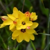 Australia - Warri Parri - kwitnący busz