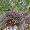 Zdjęcie z Australii - Jakis ptak w gniezdzie, chyba strepera