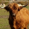 Zdjęcie z Polski - gospodarz miał też jakąś szkocką krowę :)