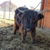 Zdjęcie z Polski - a ta szkocka krowa miała takie dziecko:) 