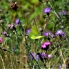 Zdjęcie z Polski - Motyl latolistek cytrynek w locie