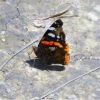 Zdjęcie z Polski - Motylek na brzegu rozlewiska