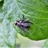 Zdjęcie z Polski - Jak są muchy to i musi byc bzykanie :)))))