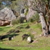 Zdjęcie z Australii - Stado dzikich koz