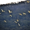 Zdjęcie z Australii - Kakadu dlugodziobe w locie nad Grampianami