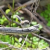 Zdjęcie z Australii - Samiczka chwostki wspanialej