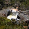 Zdjęcie z Australii - Dzikie kozy - zdjecie zrobione z bardzo daleka