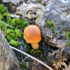 Zdjęcie z Australii - I prawdziwy grzyb :)
