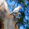 Zdjęcie z Australii - Papugi kakadu dlugodziobe i ich dziupla
