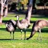 Zdjęcie z Australii - Emu w Halls Gap - praktycznie w samym miescie :)