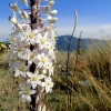 Zdjęcie z Grecji - Zachwycające kwiaty spotkane w górach Korfu.
