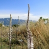 Zdjęcie z Grecji - Zachwycające kwiaty spotkane w górach Korfu.