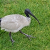 Zdjęcie z Australii - Ibis czarnopióry 