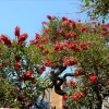 Zdjęcie z Australii - I wracamy do pieknie kwitnacego drzewa podgladac papugi :)