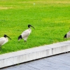Zdjęcie z Australii - Sydneyskie ibisy