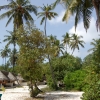 Zdjęcie z Malediw - Chatki w ogrodzie