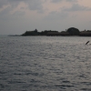 Zdjęcie z Malediw - Delfiny o zach. słońca