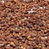 Zdjęcie z Maroka - nasiona arganowca