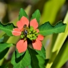 Zdjęcie z Vanuatu - Fauna i flora 