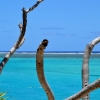Zdjęcie z Vanuatu - 