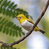 Zdjęcie z Vanuatu - Szlarnik żółtoczelny - tych ptaszkow bylo tam najwiecej