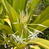 Zdjęcie z Vanuatu - Melanezyjska flora