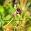 Zdjęcie z Vanuatu - Melanezyjska flora