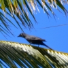 Zdjęcie z Nowej Kaledonii - Ten nas wital z wysokosci palmy :)