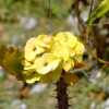 Zdjęcie z Nowej Kaledonii - Melanezyjska flora