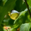 Zdjęcie z Nowej Kaledonii - Mieszkaniec "Motylej Polanki"