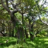 Zdjęcie z Nowej Kaledonii - Nowokaledonski las otaczajacy "Motyla Polanke"