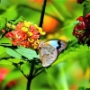 Zdjęcie z Nowej Kaledonii - Jeszcze jeden piekny motyl