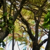 Zdjęcie z Nowej Kaledonii - Konczy sie las i widac juz plazowe palmy