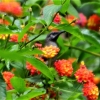 Zdjęcie z Nowej Kaledonii - A kuku! Spowrotem na Motylej Polance :)